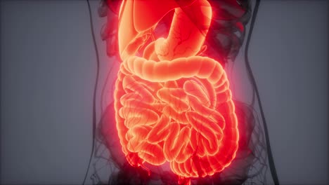 3d-illustration-of-human-digestive-system-parts-and-functions